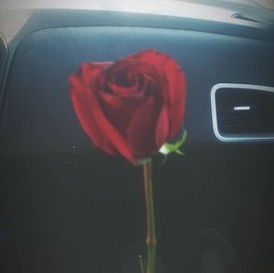 Meet your Posher, Dakota